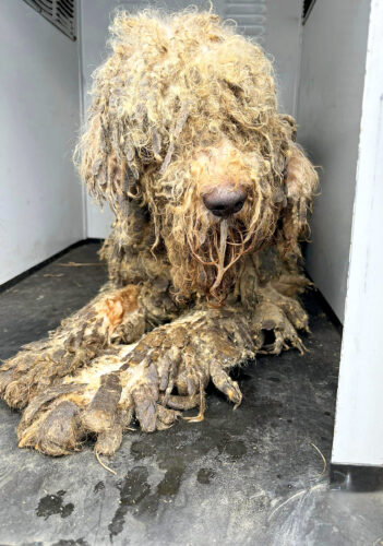Couple facing multiple animal neglect charges | News, Sports, Jobs